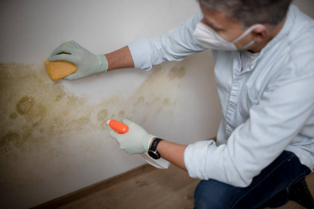 Best Mold Remediation for Vacation Homes  in Moscow, PA